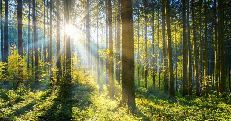 Mit dem Wald gegen die Klimakrise | Hargassner